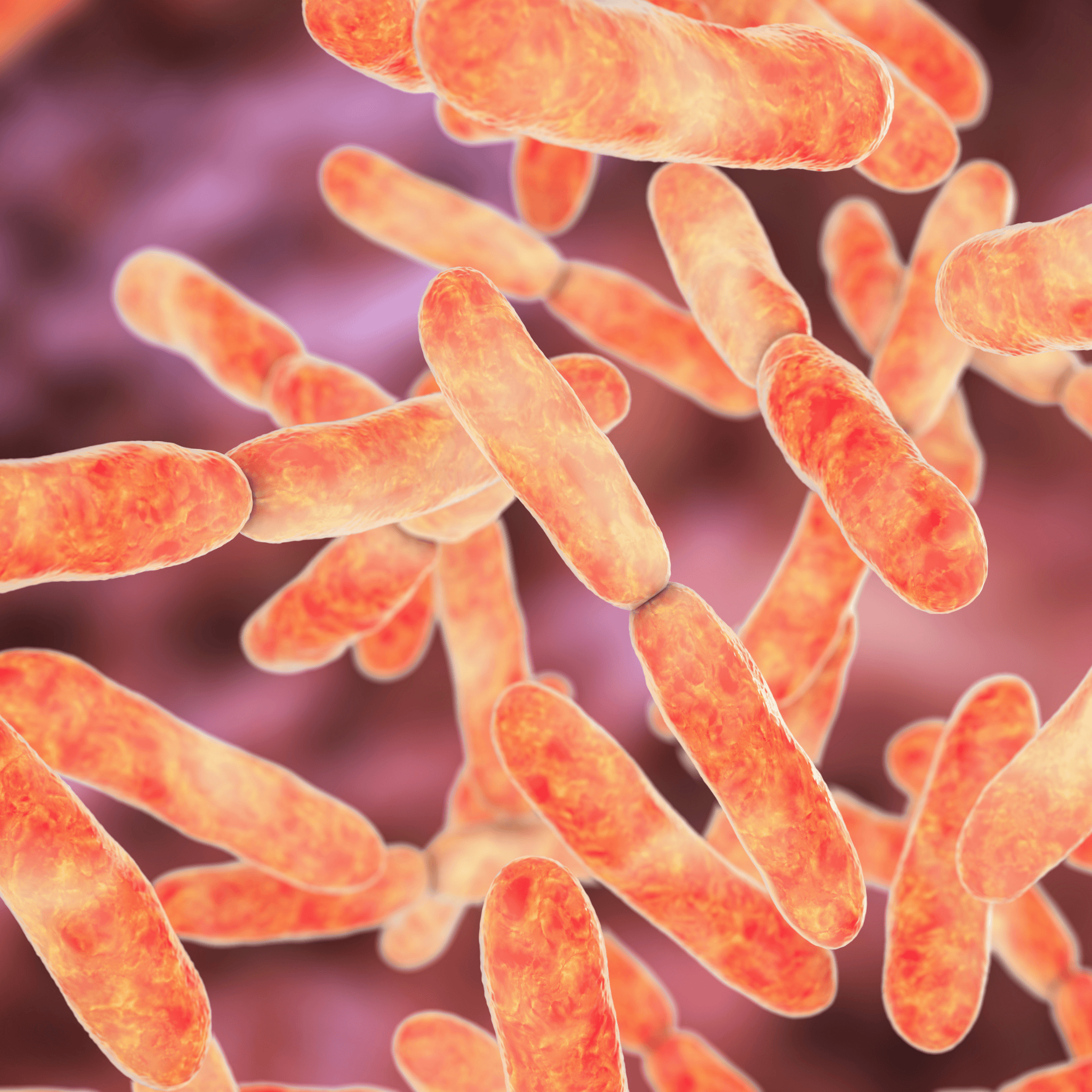 Bacterial cells on a purple background