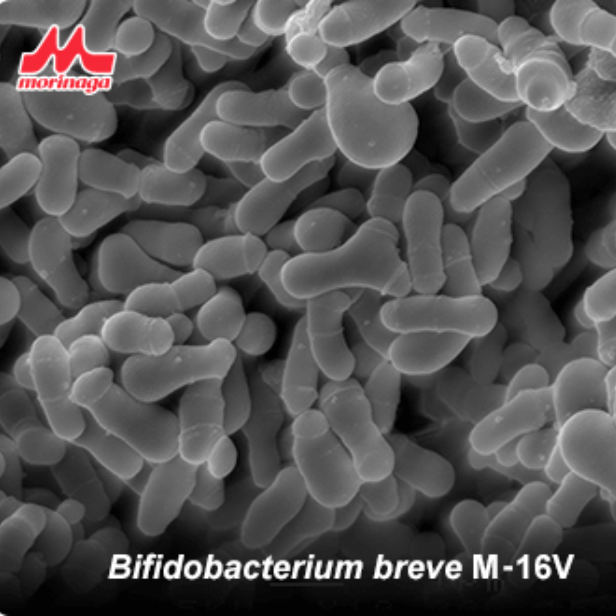 Scanning electron microscope image of Bifidobacterium breve M-16V with Morinaga logo.